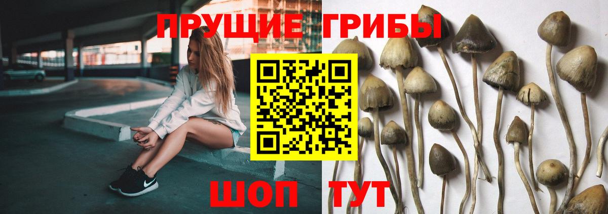 Псилоцибиновые грибы прущие грибы  Галлюциногенные грибы GOLDEN TEACHER  Михайловка  Вход с VPN 